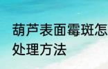 葫芦表面霉斑怎么处理 葫芦表面霉斑处理方法