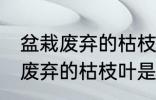 盆栽废弃的枯枝叶属于什么垃圾 盆栽废弃的枯枝叶是什么垃圾