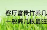 客厅富贵竹养几支最旺运 水养富贵竹一般养几根最旺财