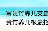 富贵竹养几支最旺运属蛇的 属蛇养富贵竹养几根最招财