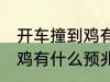 开车撞到鸡有什么兆头 男人开车撞到鸡有什么预兆