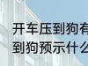 开车压到狗有什么兆头 开车不小心压到狗预示什么