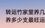 转运竹家里养几支最旺运 转运竹家里养多少支最旺运