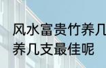 风水富贵竹养几支最旺运 风水富贵竹养几支最佳呢