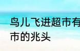 鸟儿飞进超市有什么兆头 鸟儿飞进超市的兆头