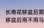 长寿花移盆后需要立刻浇水吗 长寿花移盆后用不用马上浇水