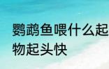 鹦鹉鱼喂什么起头快 鹦鹉鱼喂哪些食物起头快