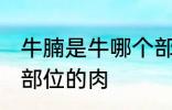 牛腩是牛哪个部位的肉 牛腩是牛什么部位的肉