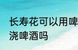 长寿花可以用啤酒浇吗 可以给长寿花浇啤酒吗