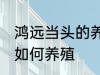 鸿远当头的养殖方法是什么 鸿远当头如何养殖